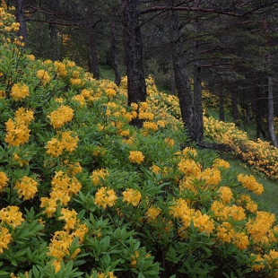 Rhododendron luteum